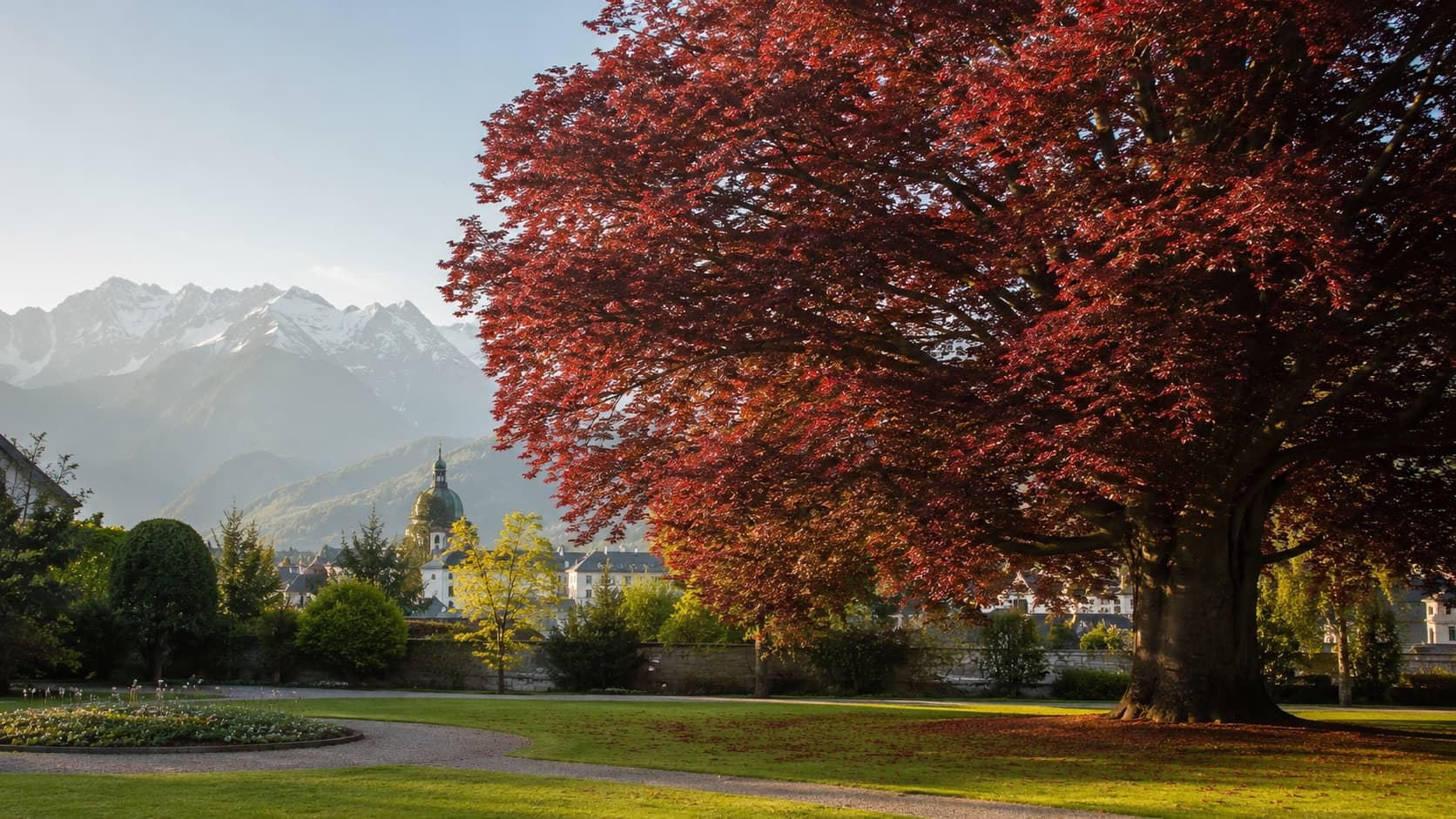 Eine neue Blutbuche für Innsbruck
